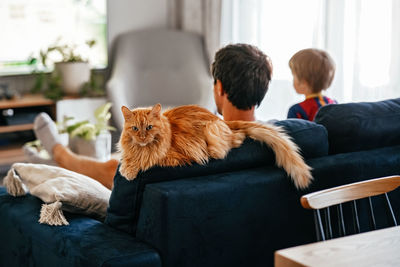 Senior ginger cat and his owners resting together on blue couch in living room