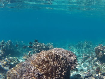 View of coral swimming in sea