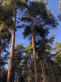 Low angle view of trees in forest against sky