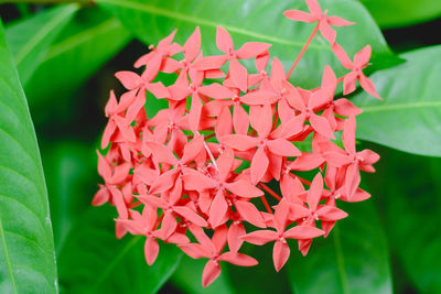 Close-up of red flowering plant