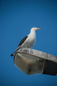 Low angle view of seagull perching on rock against blue sky
