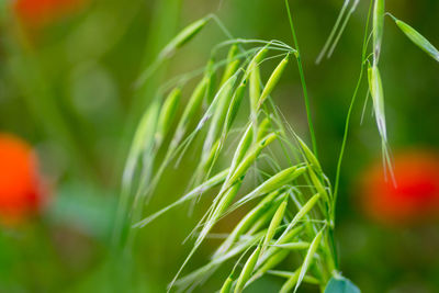 Close-up of fresh green plant