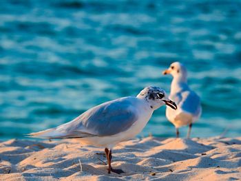 Seagulls on beach