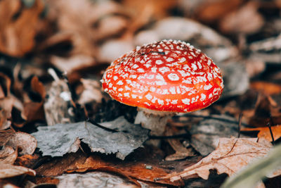 Close-up of fly agaric mushroom growing on field