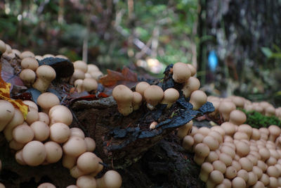 Close-up of mushrooms growing outdoors