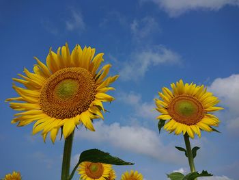 Low angle view of sunflower against sky