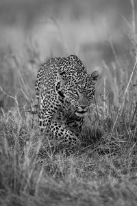 Cheetah on field