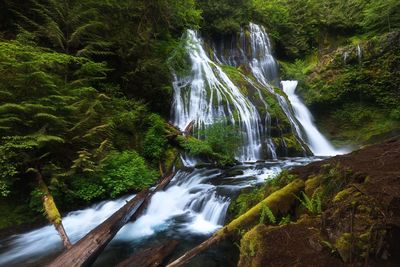 Scenic view of waterfall in forest