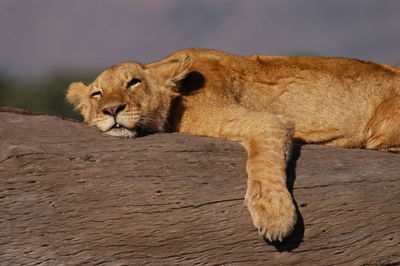 Lazy young lion living in masai mara, kenya