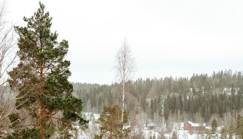 Scenic view of forest against clear sky