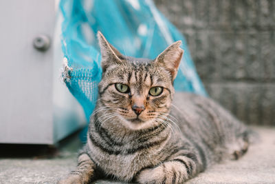 Portrait of cat resting by fabric