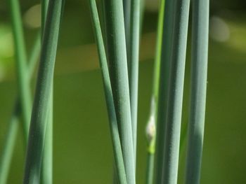 Close-up of bamboo on plant