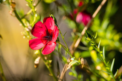 Close-up of pink flower