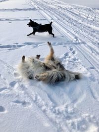High angle view of dog on snow