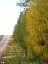 Trees on field against clear sky