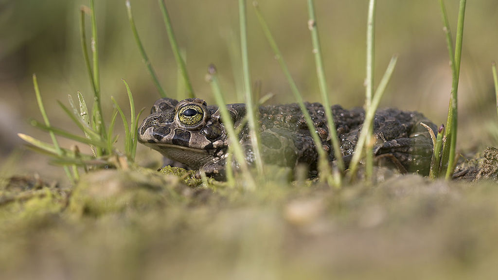 reptile, one animal, grass, animal, nature, animal themes, animals in the wild, animal wildlife, outdoors, no people, close-up, day