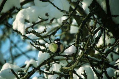 Low angle view of bird perching on tree