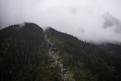 Scenic view of forest against sky