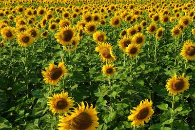 Close-up of sunflower field