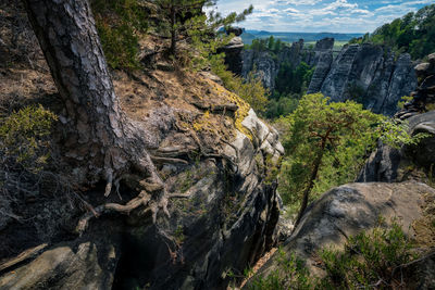 Scenic view of rocks in forest