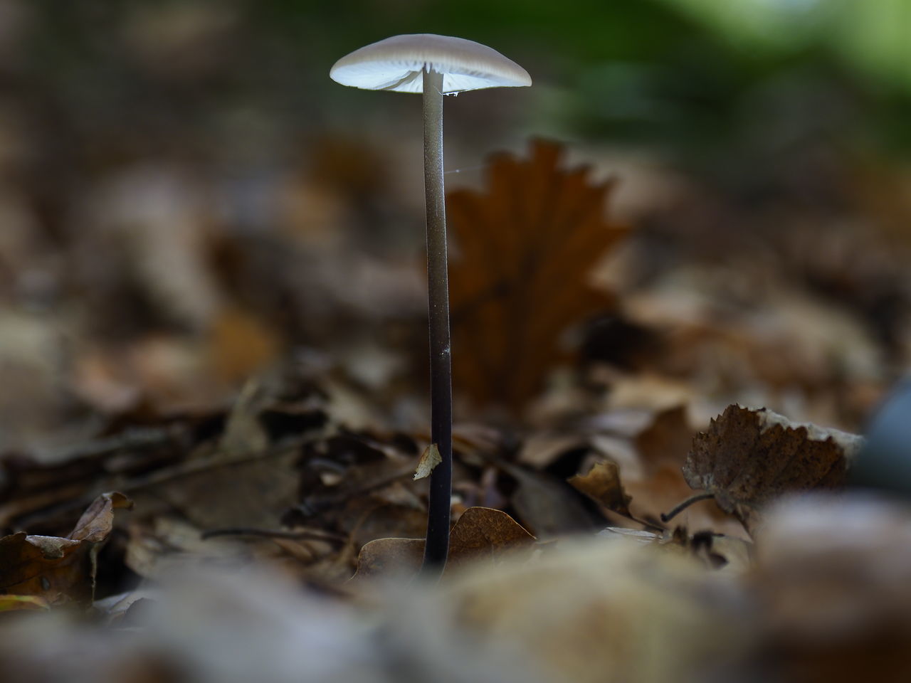 CLOSE-UP OF MUSHROOMS ON FIELD