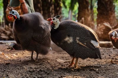 Turkey in a field