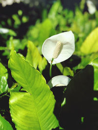 Close-up of white flowering plant