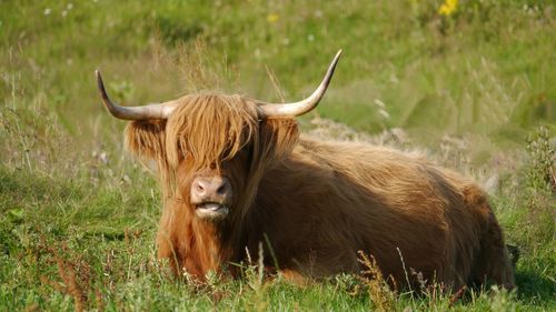  highland cattle laying down in grass area with open mouth