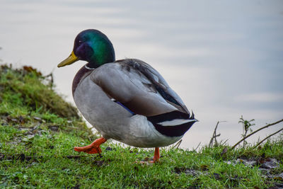 Close-up of mallard duck perching on grass by lake