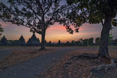 Trees in city during sunset