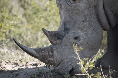 Close-up of elephant in a field