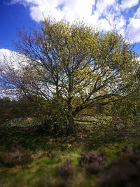Trees on landscape against sky