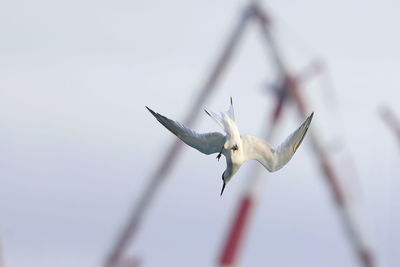 flying