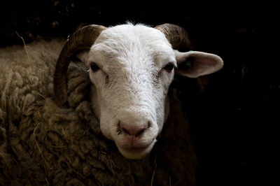 Close-up portrait of a goat