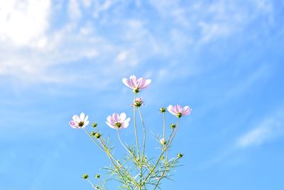 Close-up of pink cosmos flowers against sky