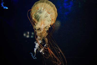 Close-up of jellyfish swimming in sea