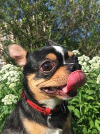 Close-up of a dog looking away