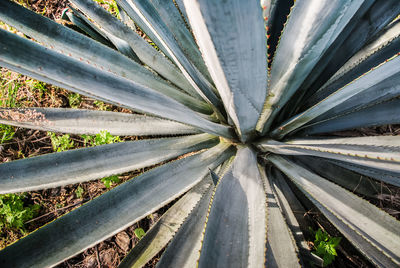 High angle view of plants