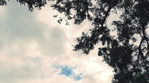 Low angle view of tree against sky