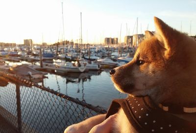 Red shiba inu puppy in harness gazes at boats in the slip at the marina during sunset