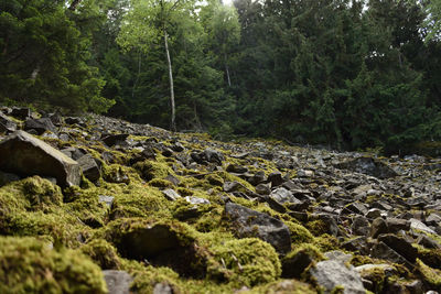 Scenic view of river amidst trees in forest