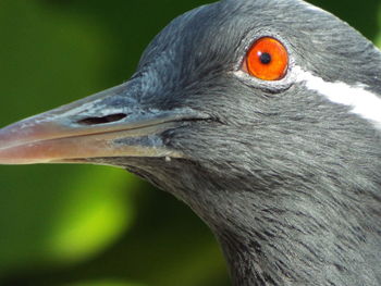 Close-up of bird