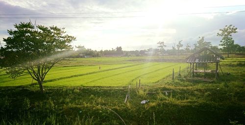 Scenic view of agricultural field against sky