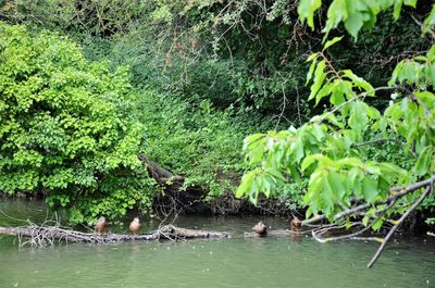 Scenic view of lake in forest