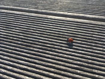 High angle view of lizard on horse