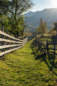 Trees growing on field by mountains