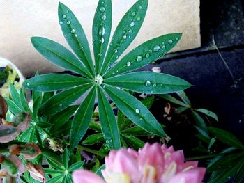 Close up of leaves