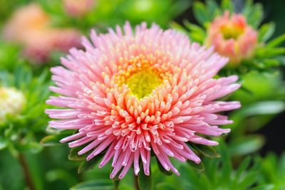 Close-up of pink flower