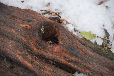 Close-up of insect on rock