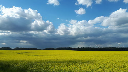 Scenic view of field against sky